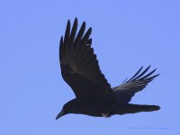3-30-16-cr__D7K2622.jpg