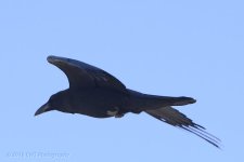 3-30-16-cr__D7K2624.jpg