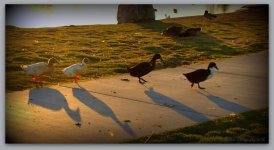 Four Ducks and Their Shadows 3-30-2016.jpg