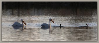 Two Pelican's and Two Comorant's  3-30-2016.jpg