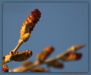 Red Tree Bud's  3-30-2016.jpg