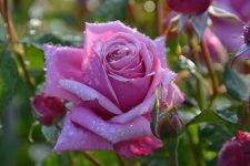 DSC_0308.jpg