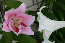 DSC_1288.jpg