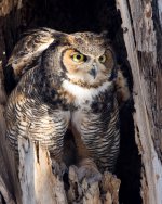 TwinOwls-100.jpg