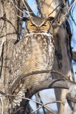TwinOwls-101.jpg