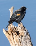 BBStump-102.jpg
