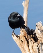 BBStump-100.jpg