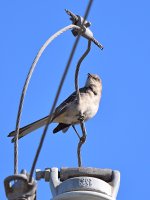 Mockingbird.jpg