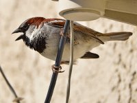 Sparrow13.jpg