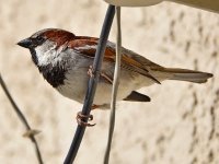 Sparrow14.jpg