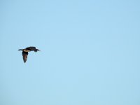 DSCN1676.jpg