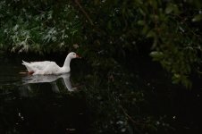 The Bird Gardens.39.jpg