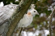 The Bird Gardens.06.jpg