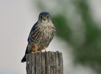 ROY_2673.JPG