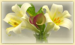 Two Easter Lillies and Two Calla Lillies 3-31-2016.jpg