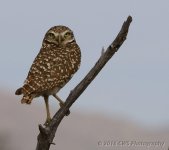 3-31-16-cr__D7K2647.jpg