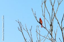 Birds-4296.jpg