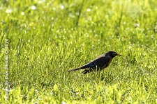 Birds-4311-Edit.jpg