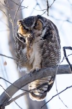Twin Owls-102.jpg