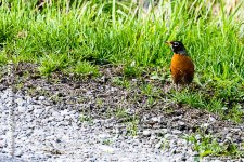 20160401-4320-Edit.jpg