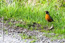 20160401-4325-Edit.jpg