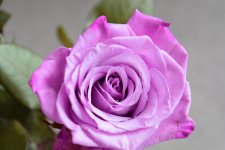 DSC_2066 colour.jpg
