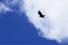 4-1-16-cr__D7K2667.jpg