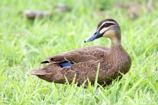 DSC_6096.jpg