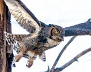Twin Owls-103.jpg