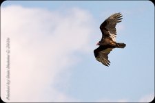 Bird Adventure-4376-Edit.jpg
