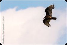 Bird Adventure-4377.jpg
