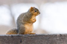 Twin Squirrel-100.jpg