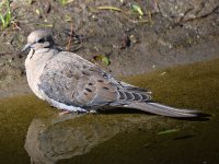 Dove.jpg