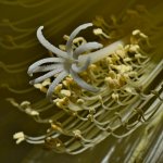 Stamen.jpg
