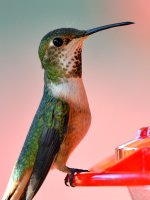 Hummer2.jpg