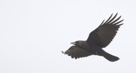 Crow-DSC_9484-0008.jpg