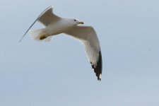 Seagull sm-DSC_9561-0001.jpg