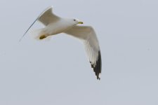 Seagull-DSC_9561-0001.jpg