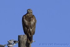 4-2-16-cr__D7K2670.jpg