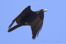 4-2-16-cr__D7K2674.jpg