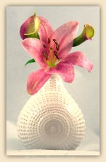 Pink Lily and Two Calla Lillie's 4-2-2016.jpg