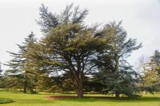 Tree.jpg