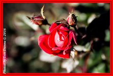 Flower Bed-4436-Edit.jpg
