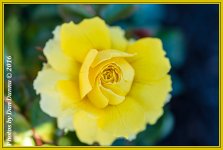 Flower Bed-4444-Edit.jpg