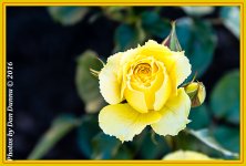 Flower Bed-4448-Edit.jpg