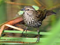 Blackbird7.jpg
