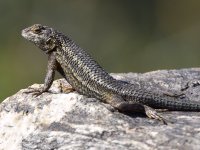 Lizard.jpg