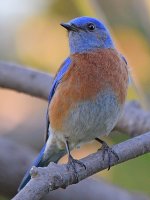 Bluebird2.jpg