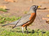 Robin3.jpg