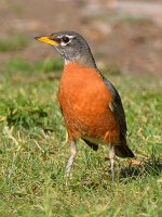Robin.jpg